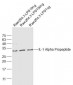 IL-1 Alpha Propeptide Rabbit pAb